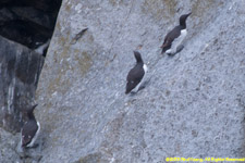 murres climbing